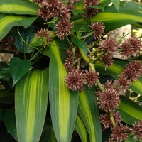 Dracaena fragrans (L.) Ker Gawl.